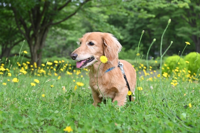 Trimming Salon Noelの近くにある中山道沓掛宿を散歩している犬